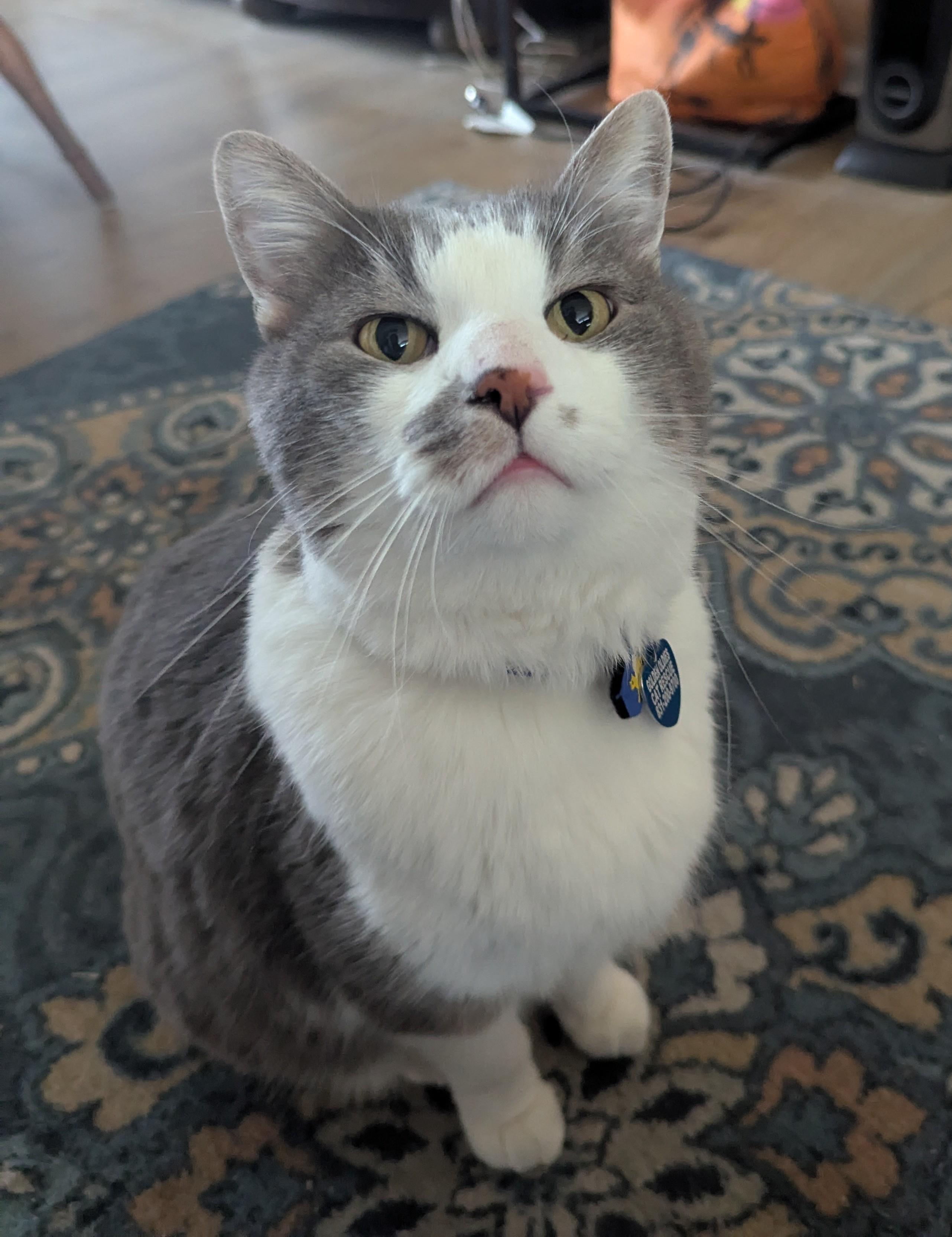Enlarge Merlin, an adopted Domestic Short Hair in Monterey, CA image 1/4