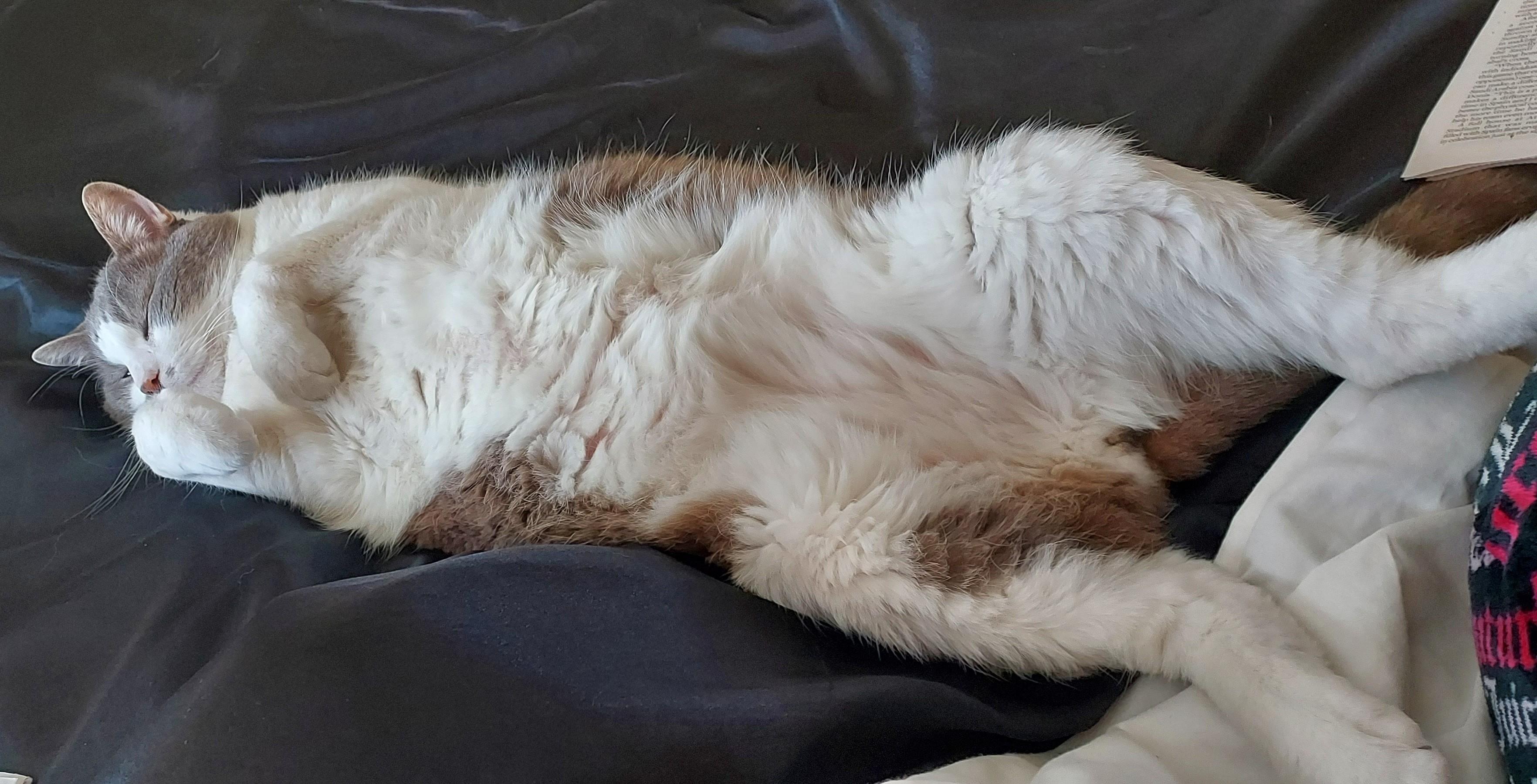 Enlarge Merlin, an adopted Domestic Short Hair in Monterey, CA image 4/4