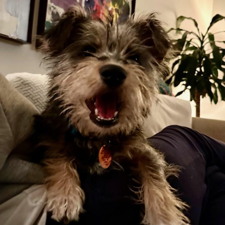 Tater Tot, a ADOPTABLE mixed breed in Greenville, SC image 2/6