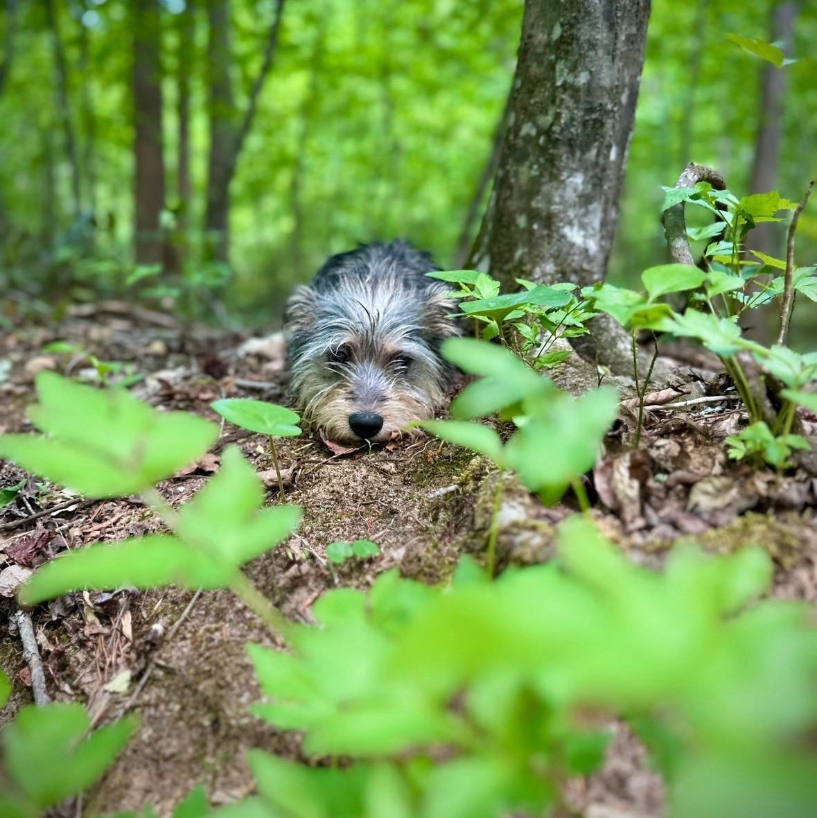 Tater Tot, a ADOPTABLE mixed breed in Greenville, SC image 6/6