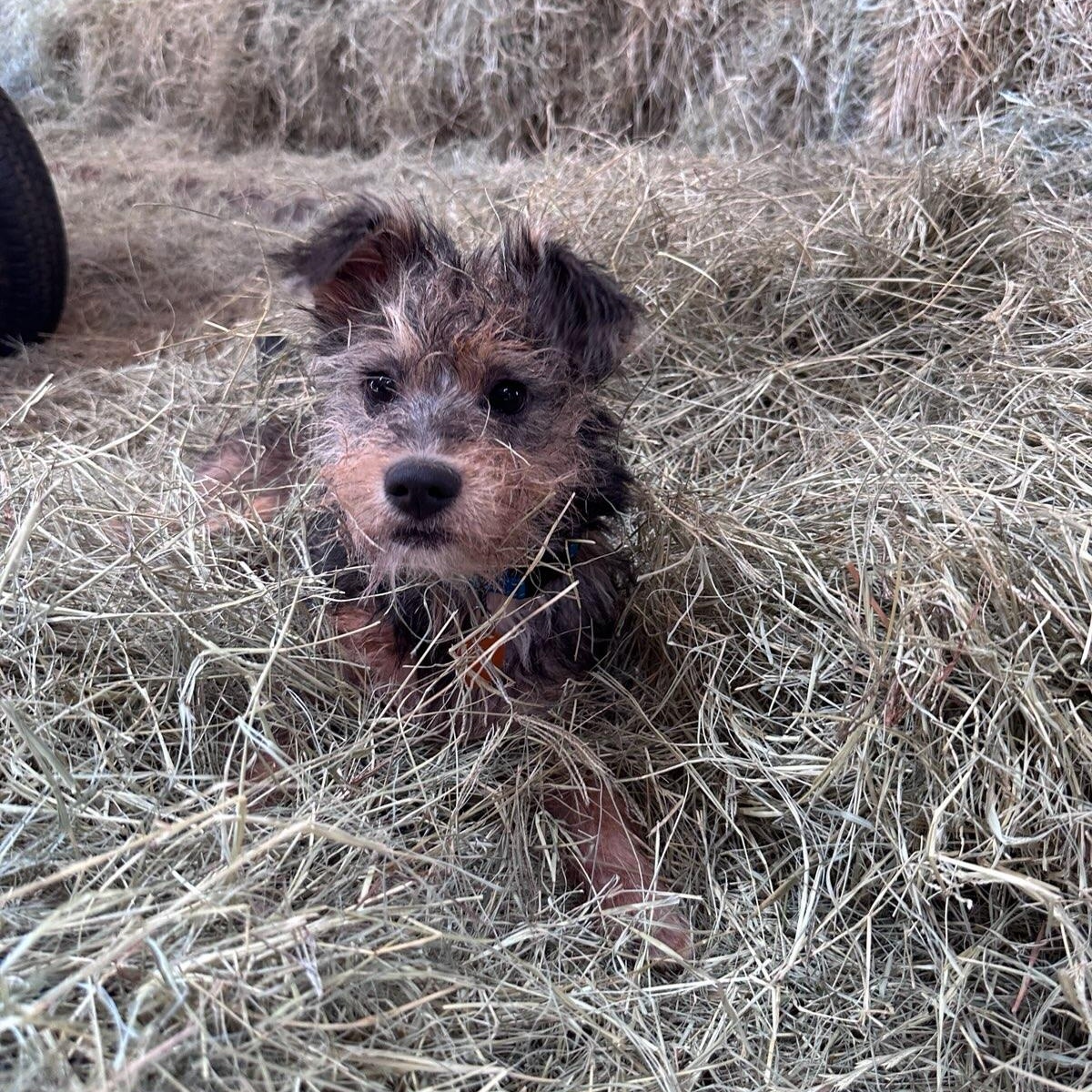 Tater Tot, a ADOPTABLE mixed breed in Greenville, SC image 3/6