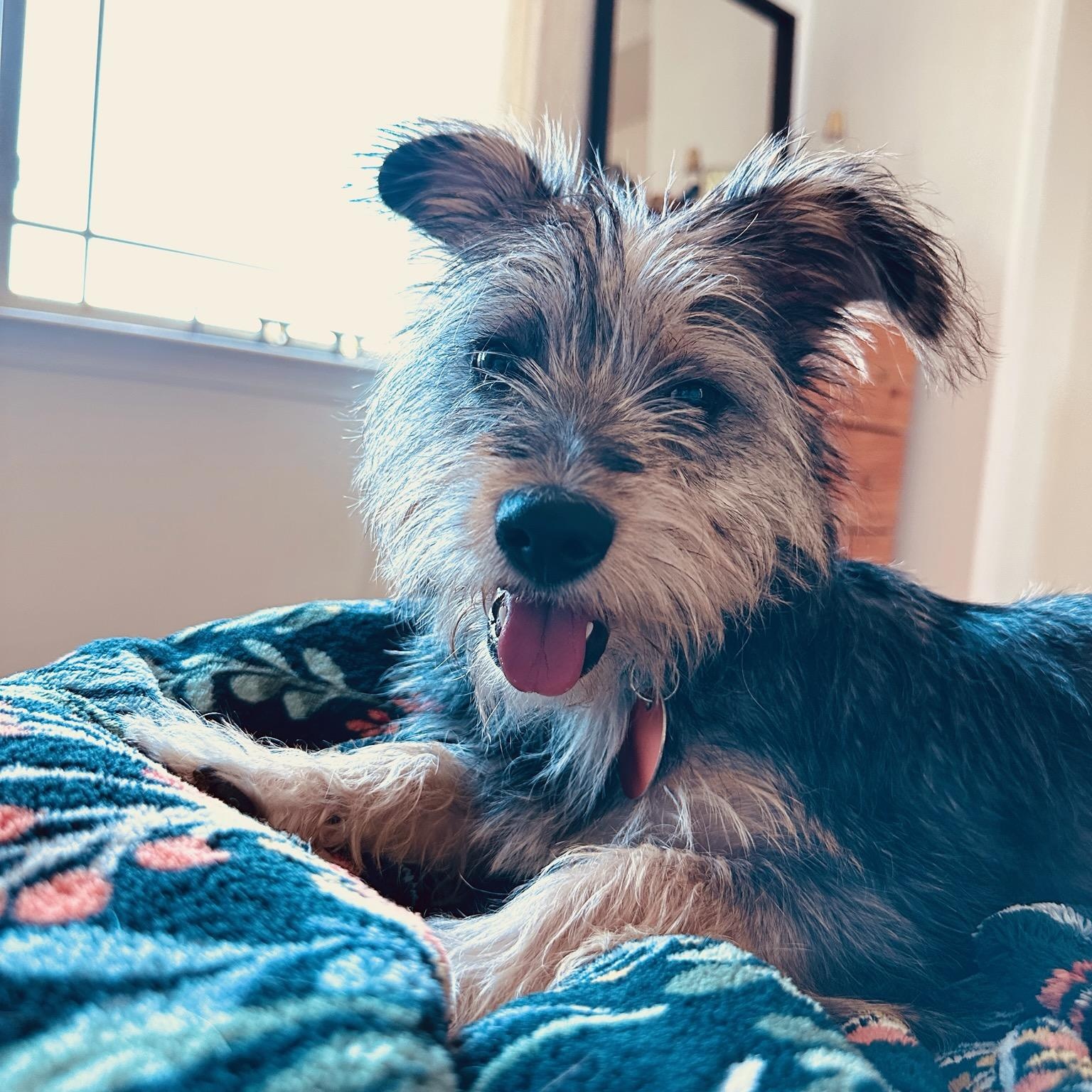 Tater Tot, a ADOPTABLE mixed breed in Greenville, SC image 1/6