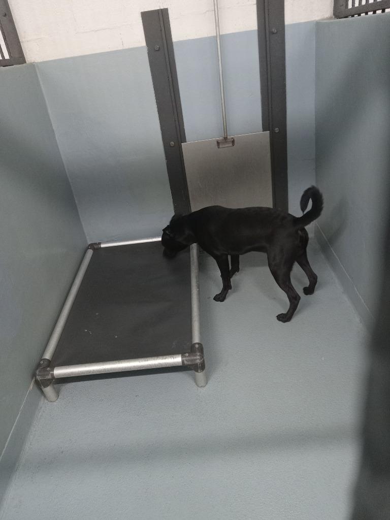 Enlarge George, a Adoptable mixed breed in Cartersville , GA image 1/1