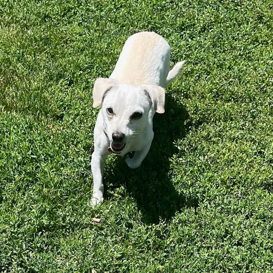 Merita, Adoptable, Adult Female Mixed Breed.