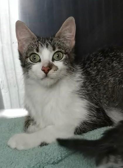 Enlarge Nebula (Barn Cat), a Adoptable mixed breed in Waupaca, WI image 1/1