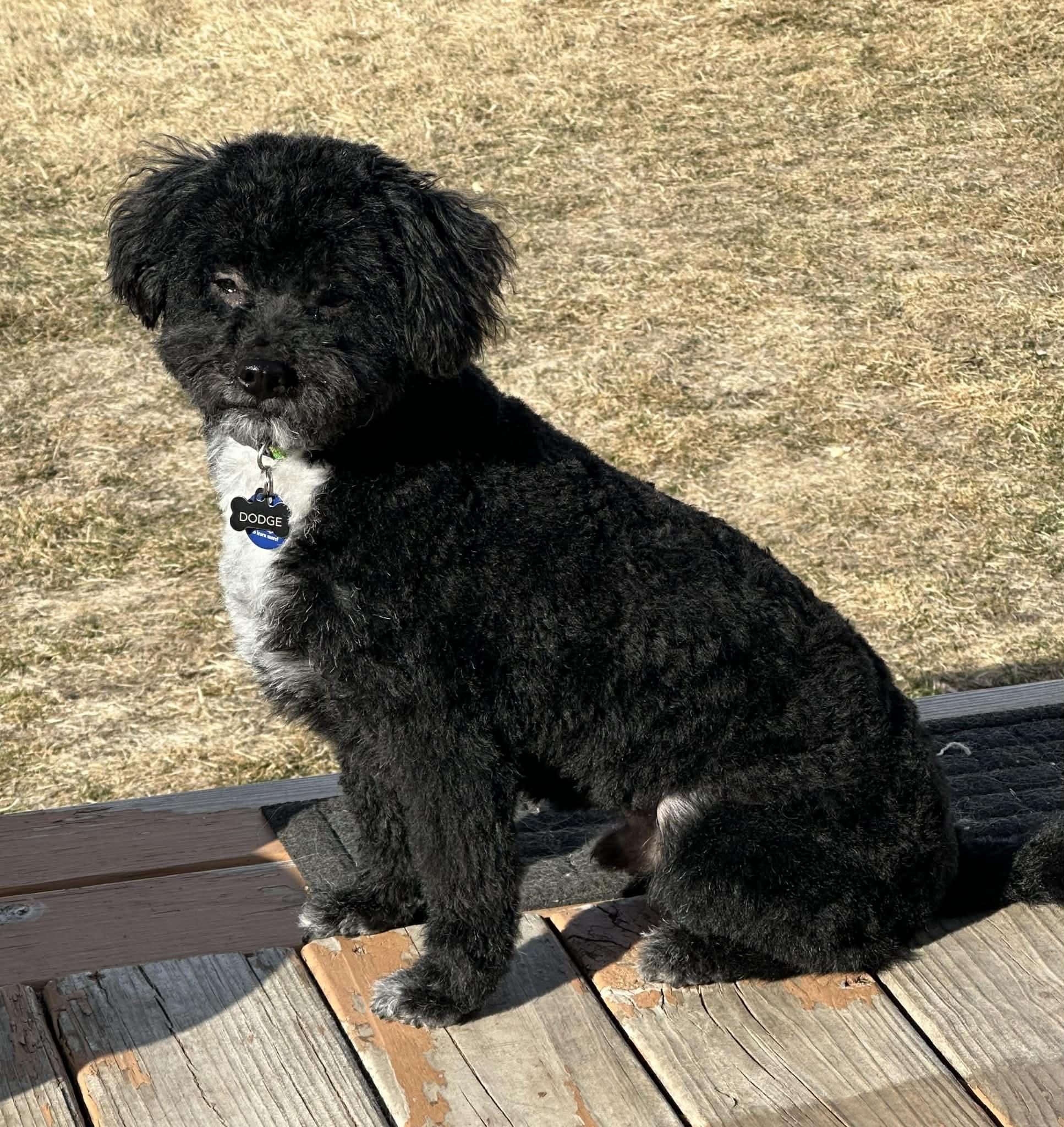 Enlarge Dodge, an adopted mixed breed in Cedar Rapids, IA image 2/6