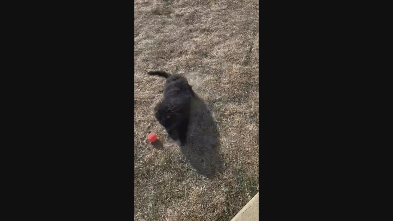 Enlarge Dodge, an adopted mixed breed in Cedar Rapids, IA video 6/6