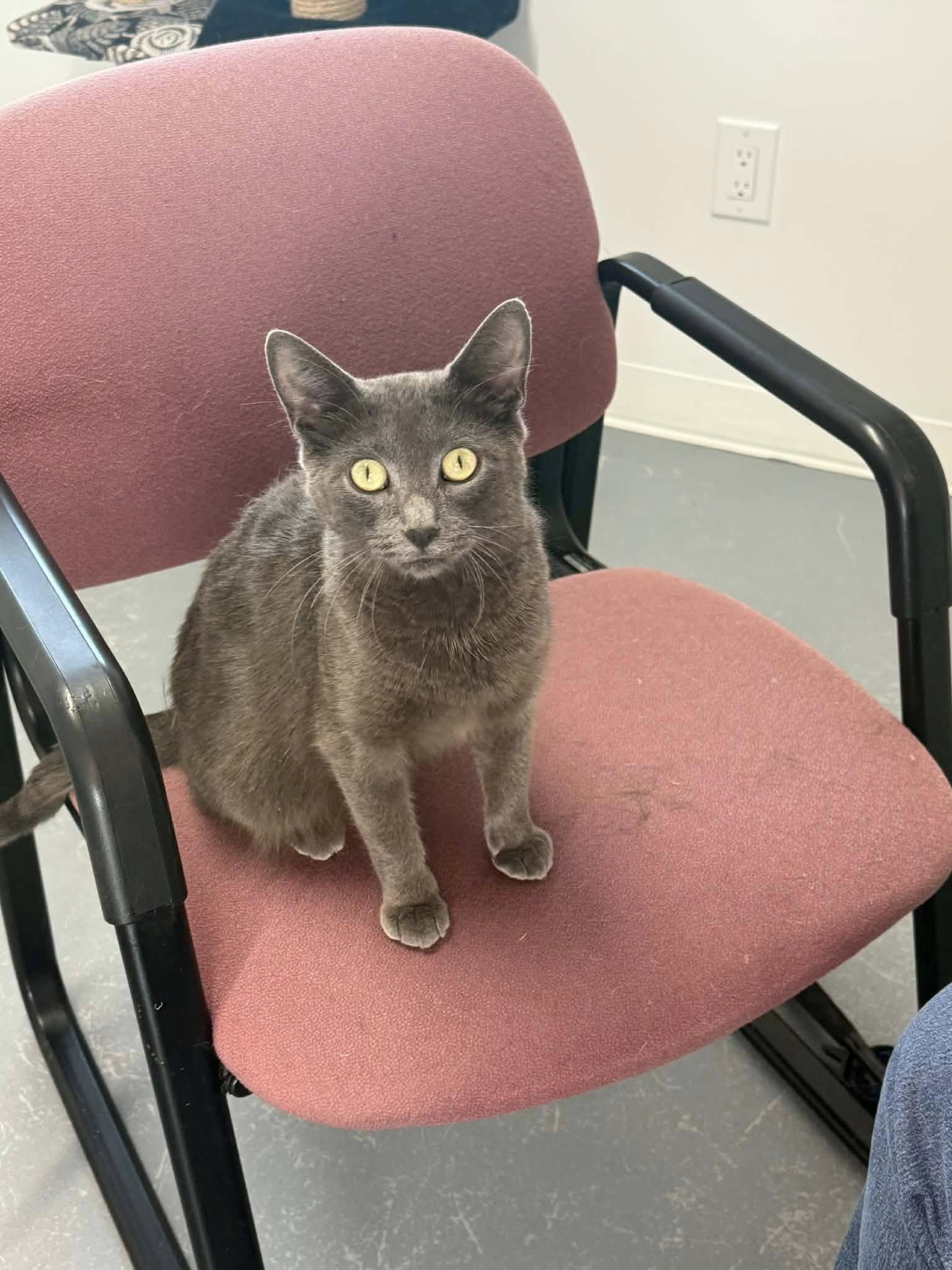 Jenny, Adoptable, Adult Female Domestic Short Hair.