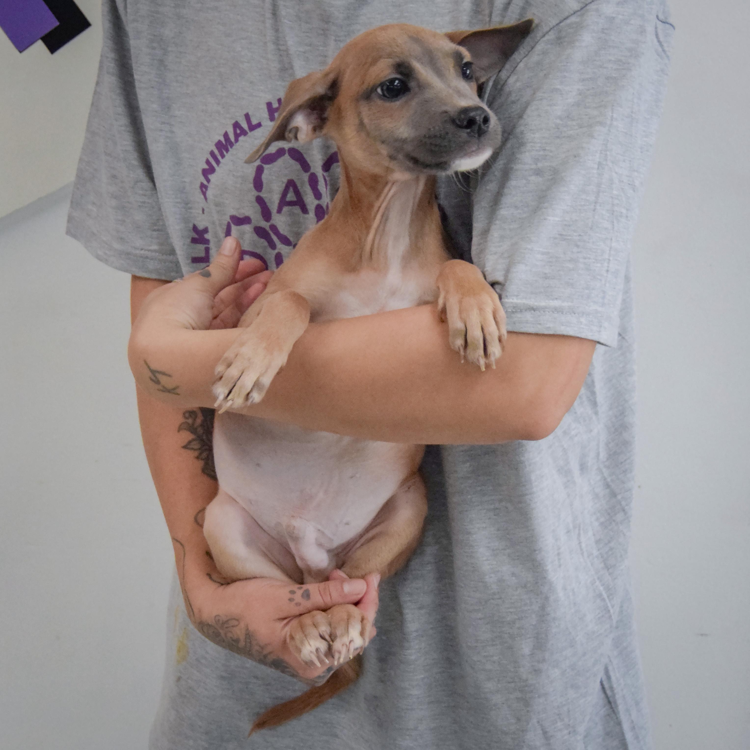 Enlarge Reed, a Adoptable mixed breed in Huntley, IL image 3/4