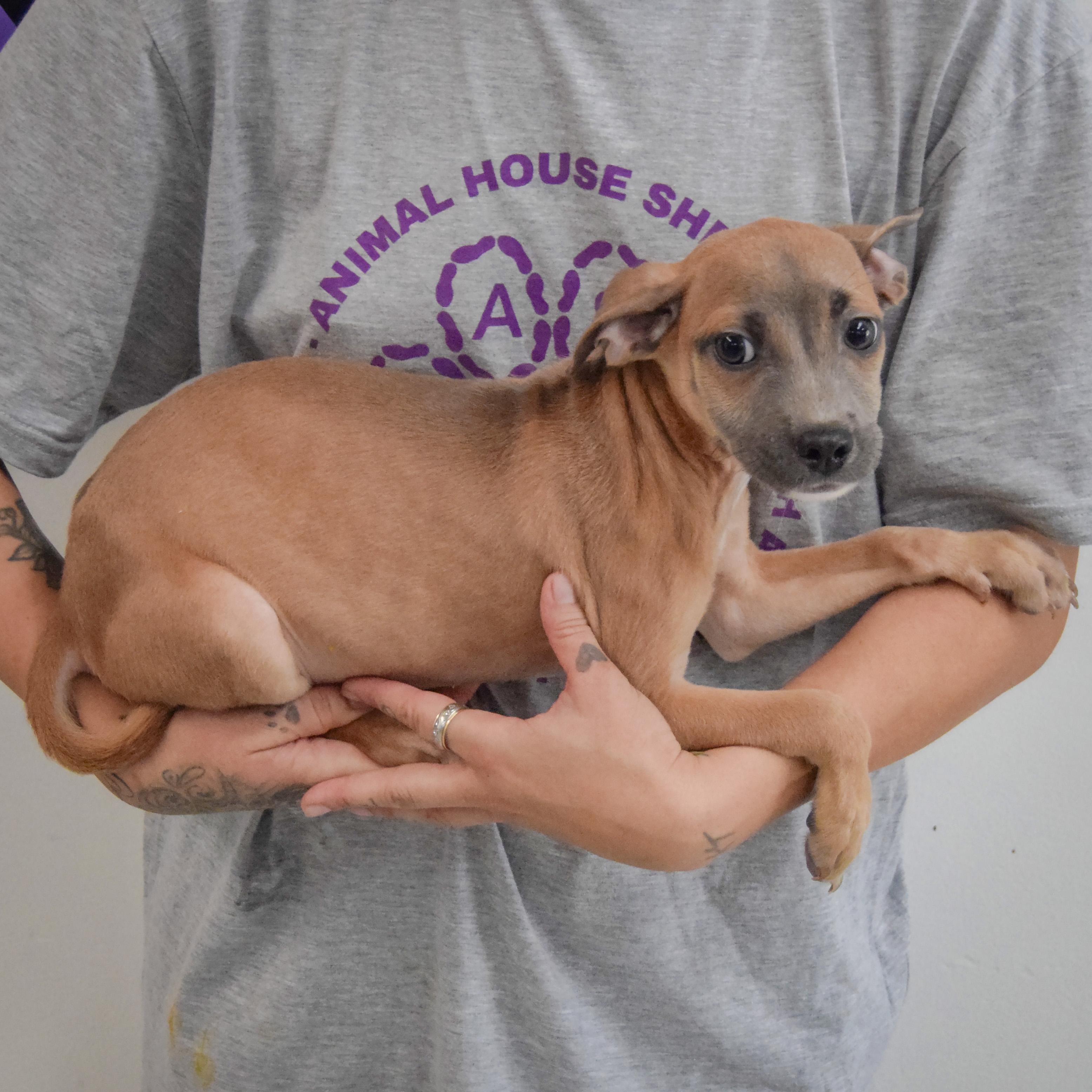 Enlarge Reed, a Adoptable mixed breed in Huntley, IL image 2/4