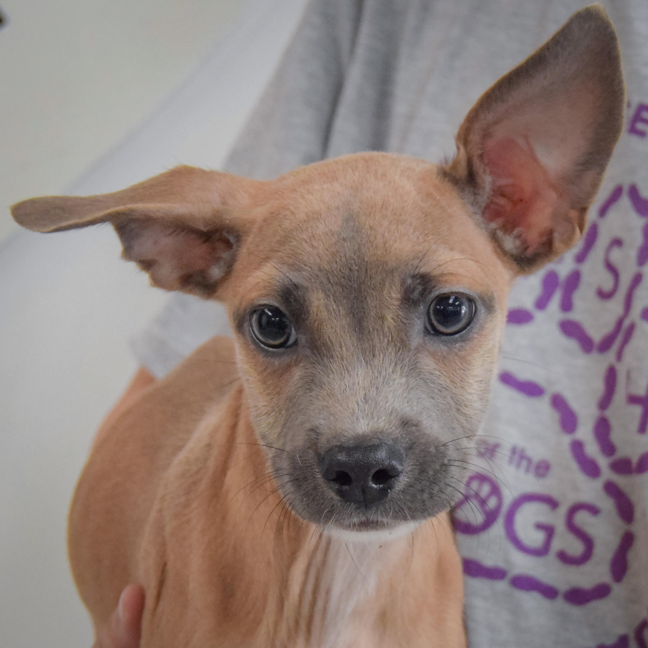 Reed, Adoptable, Puppy Male Italian Greyhound & Shih Tzu.