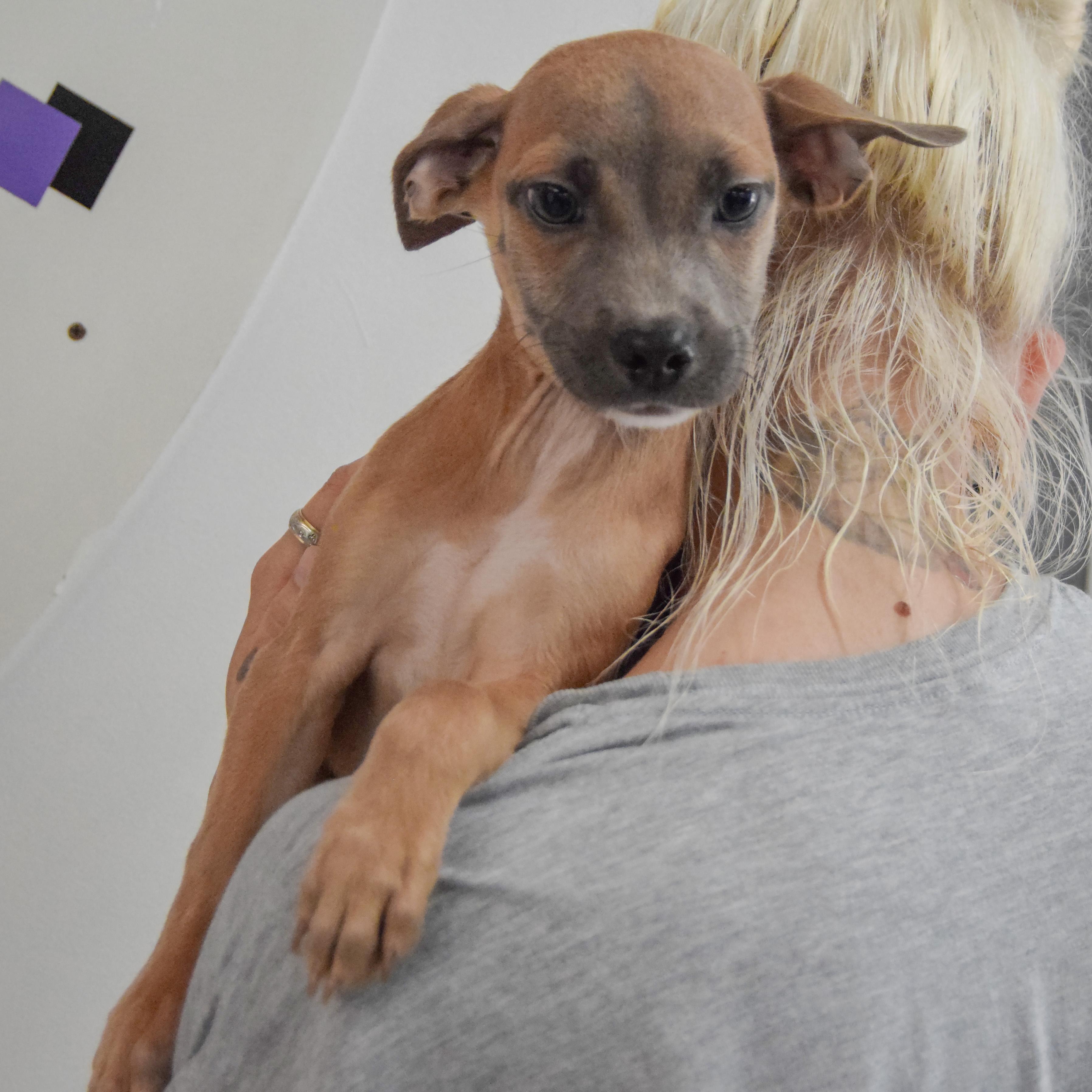 Enlarge Reed, a Adoptable mixed breed in Huntley, IL image 4/4