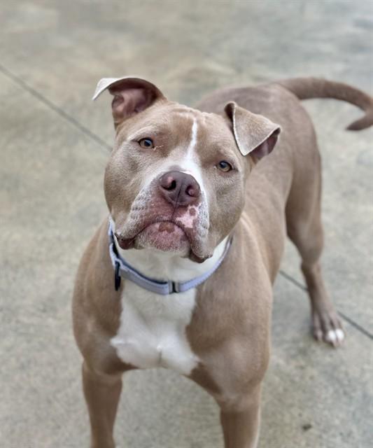 Enlarge OLIVE, a Adoptable mixed breed in Aliquippa, PA image 1/1