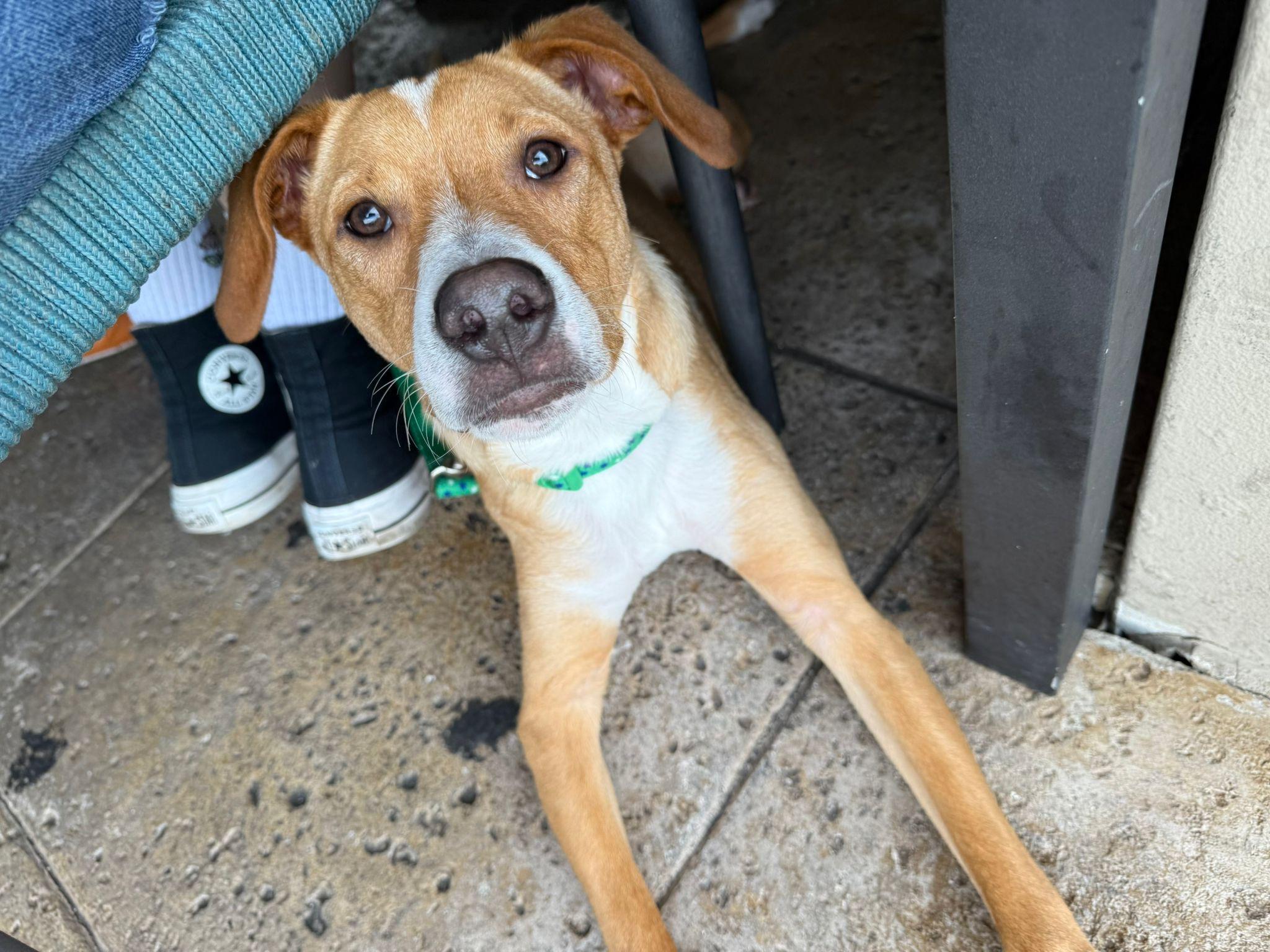 Meet Claude This 45 month-old gentleman is the perfect mix of sweet and spunky With his curious e