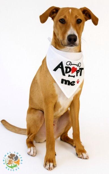 Claude, a Adoptable Terrier in Miami, FL image 5/6