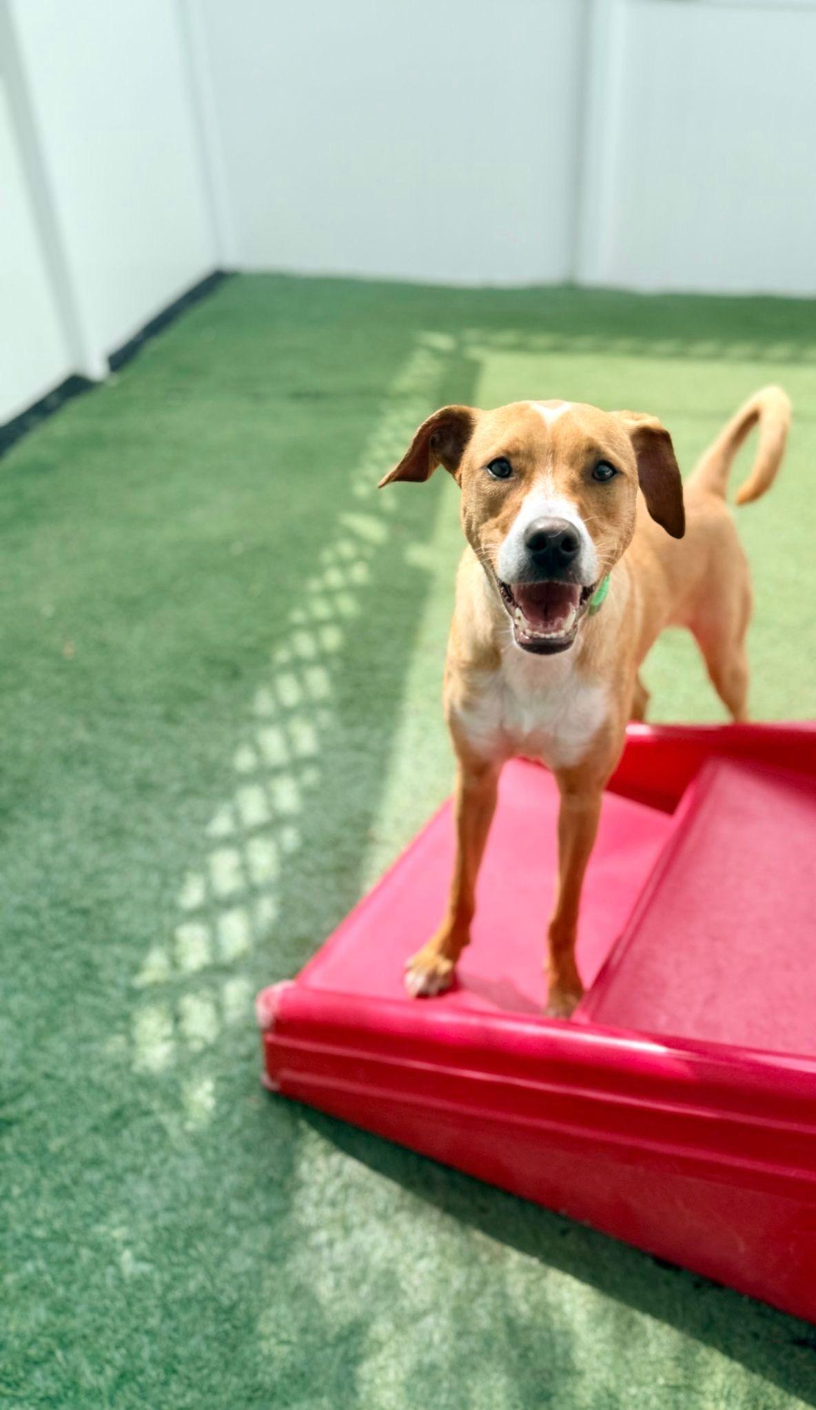 Claude, a Adoptable Terrier in Miami, FL image 6/6