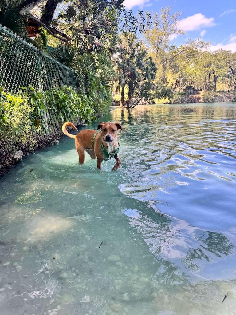 Claude, a Adoptable Terrier in Miami, FL image 1/6