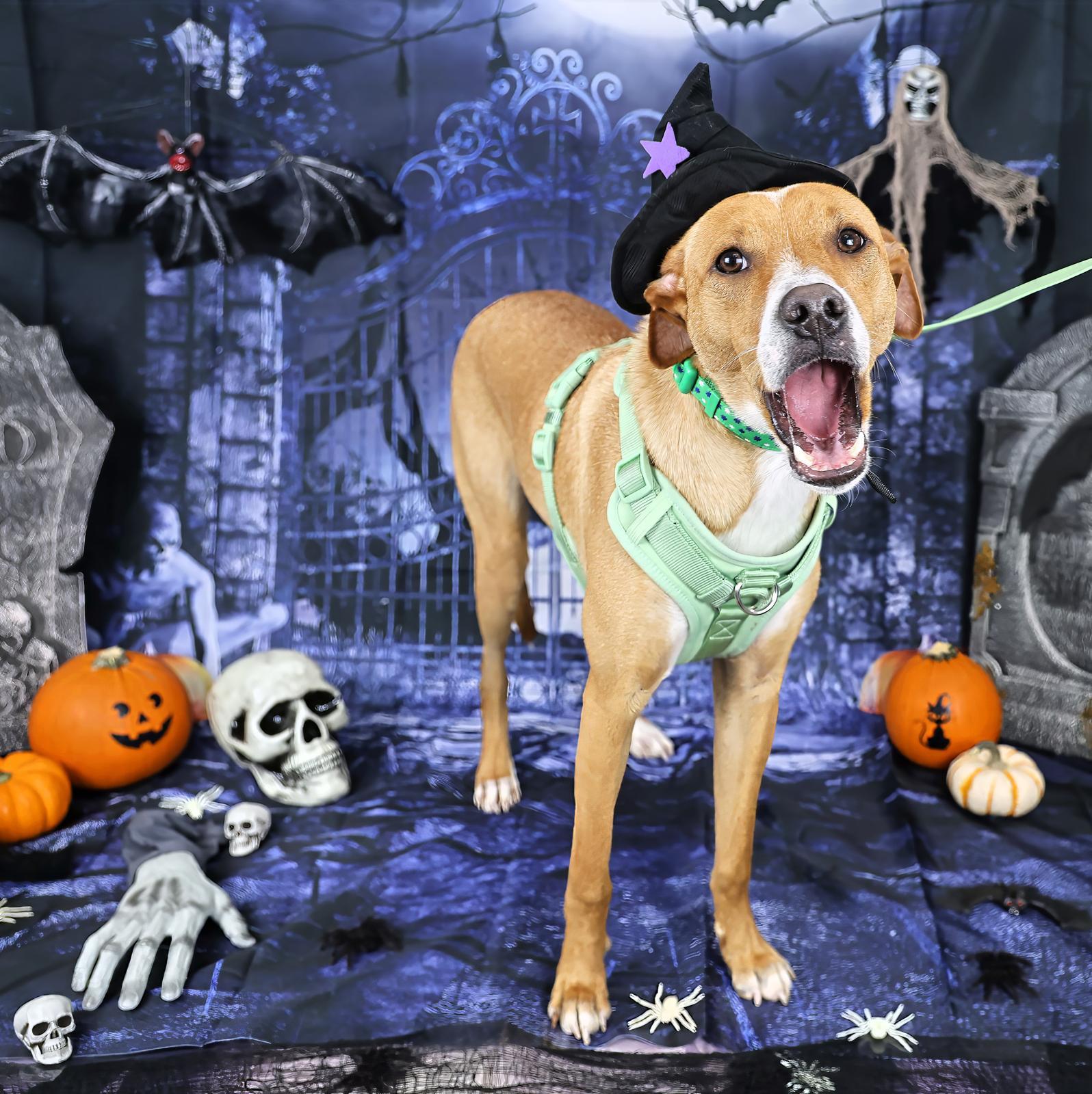 Claude, a Adoptable Terrier in Miami, FL image 2/6