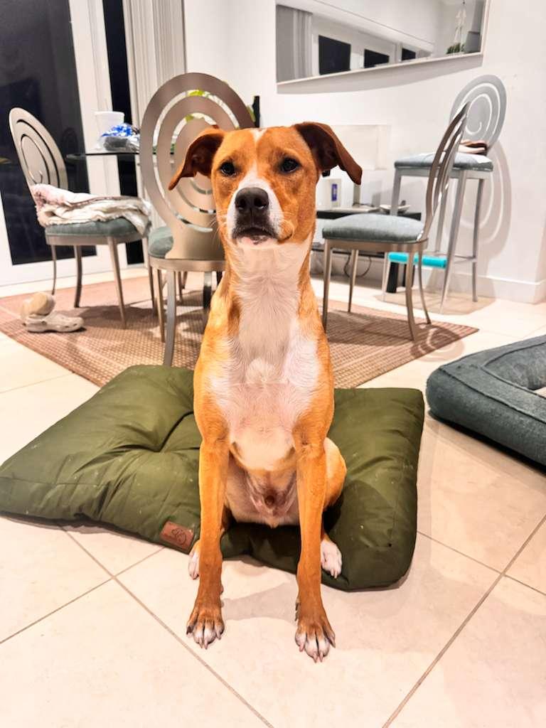 Claude, a Adoptable Terrier in Miami, FL image 3/6