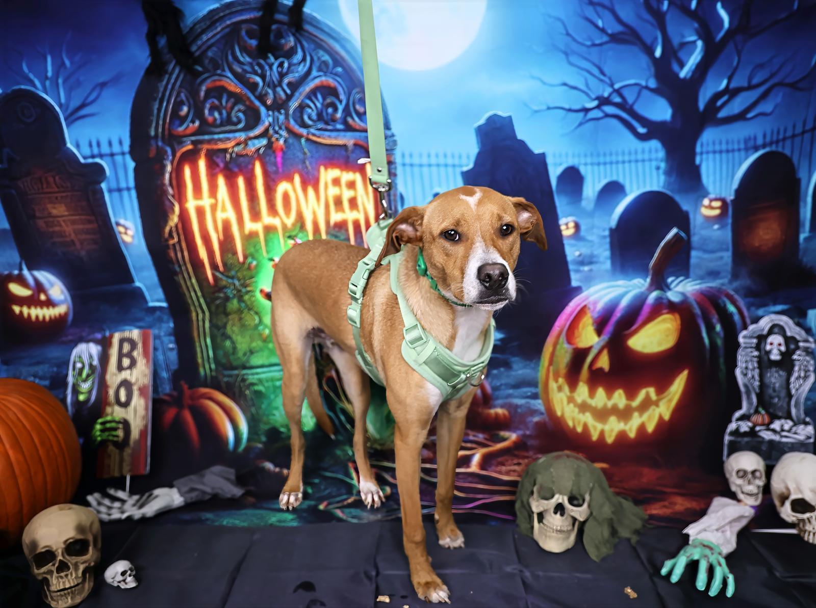 Claude, a Adoptable Terrier in Miami, FL image 4/6