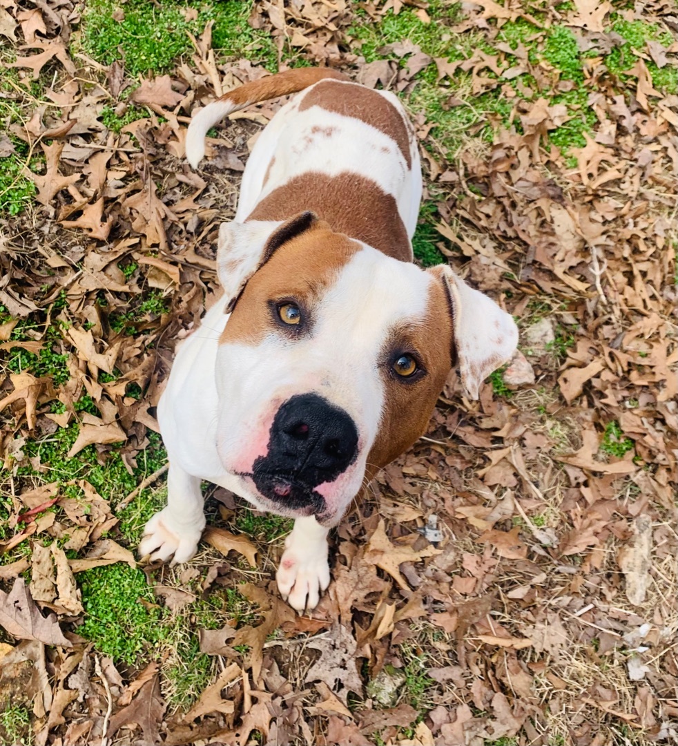 Watson, a Adoptable mixed breed in Rogers, AR image 2/4