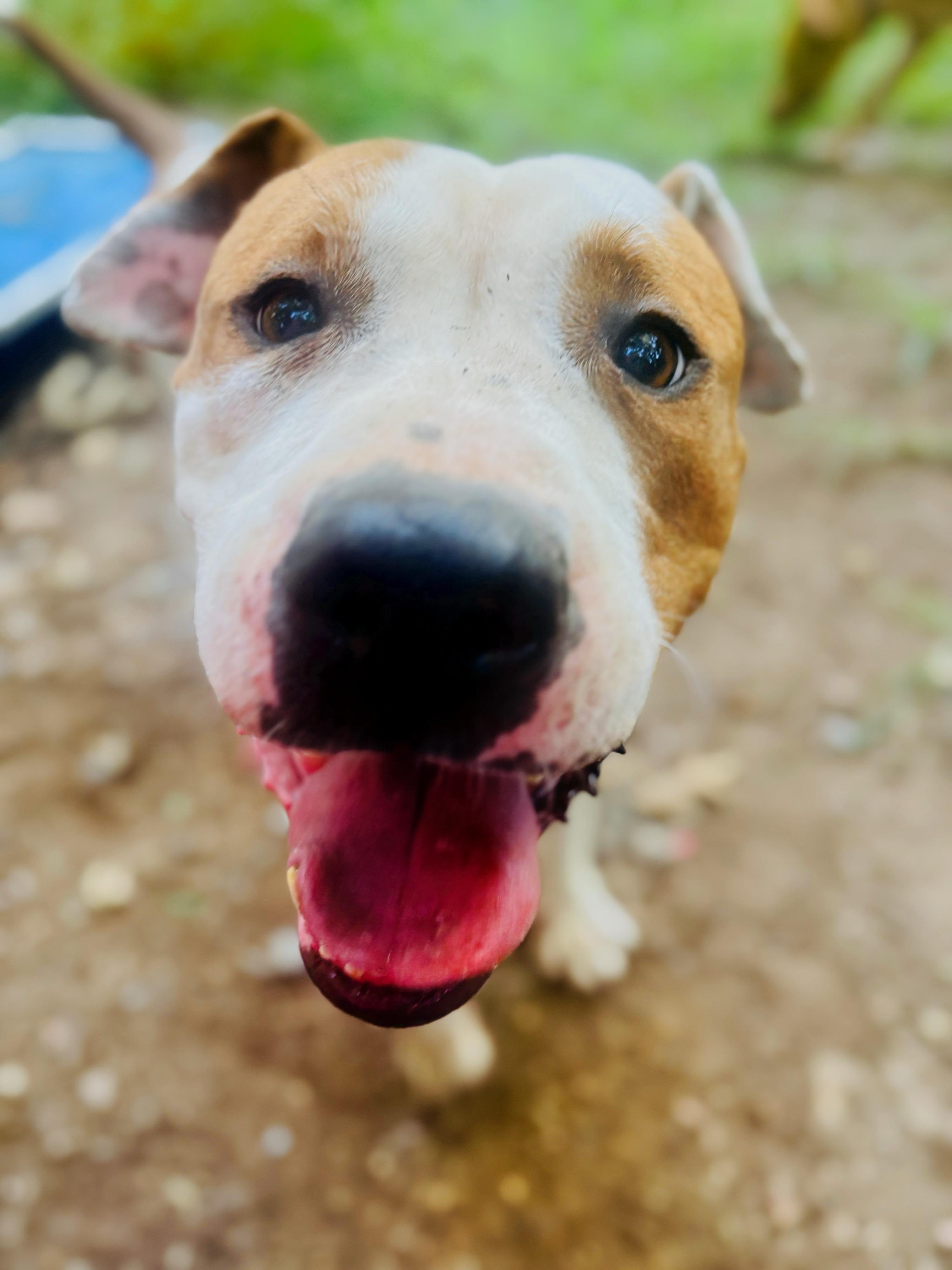 Watson, Adoptable, Adult Male American Bulldog.