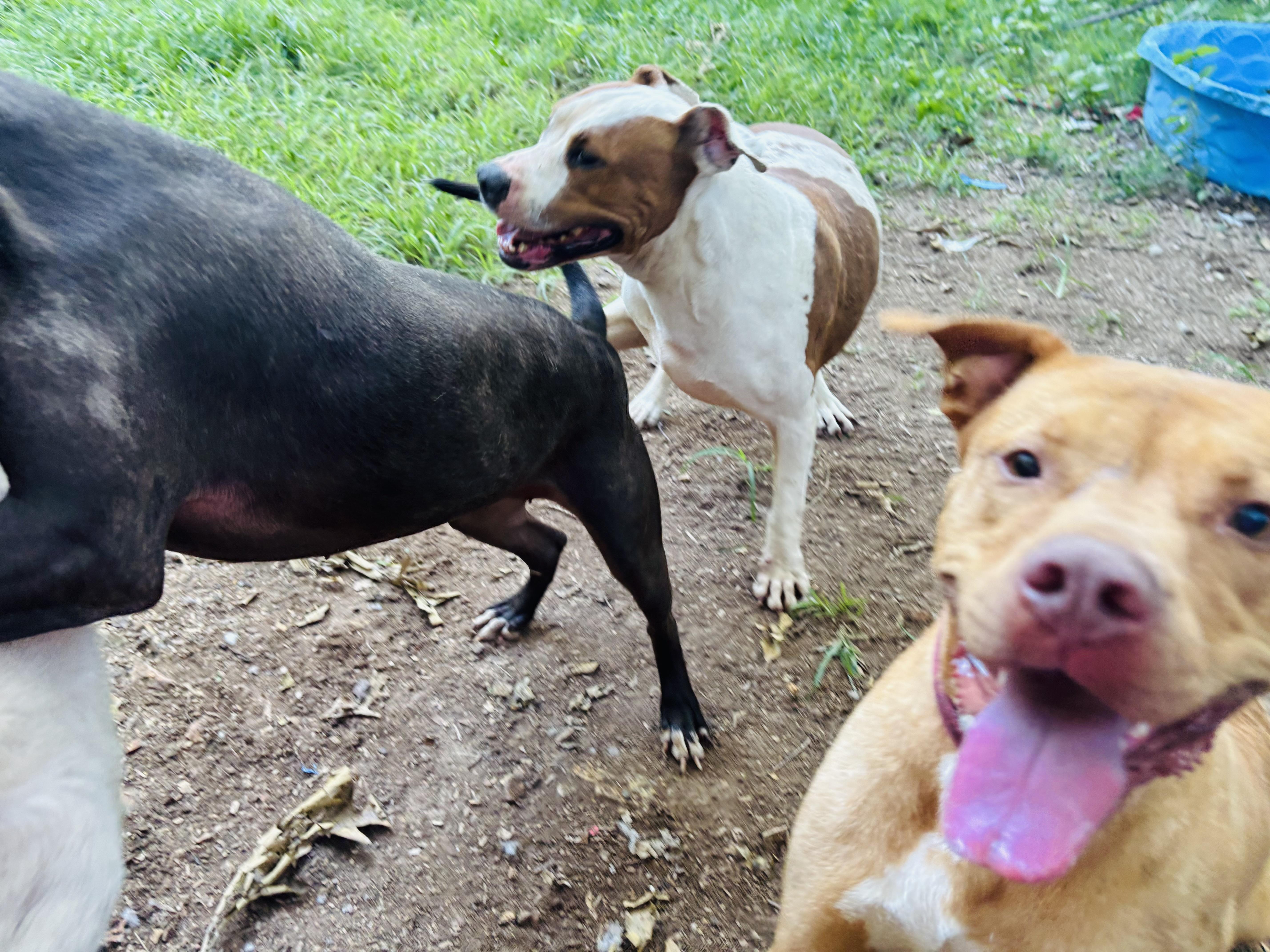 Watson, a Adoptable mixed breed in Rogers, AR image 4/4