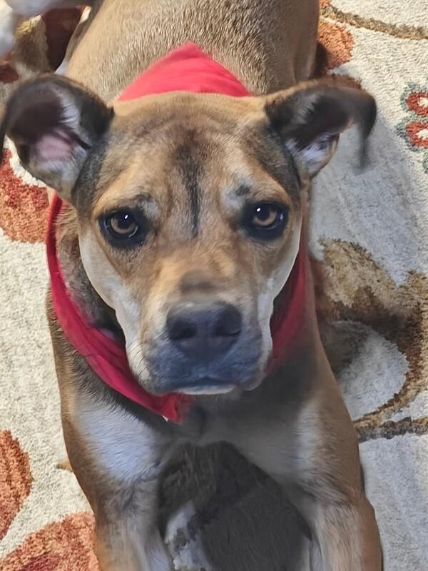 Enlarge Boomer, a Adoptable mixed breed in Maryville, TN image 3/6