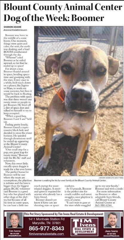 Enlarge Boomer, a Adoptable mixed breed in Maryville, TN image 4/6