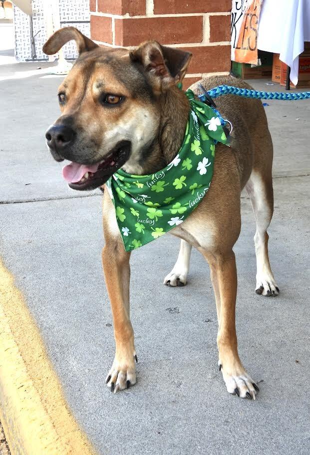 Enlarge Boomer, a Adoptable mixed breed in Maryville, TN image 5/6