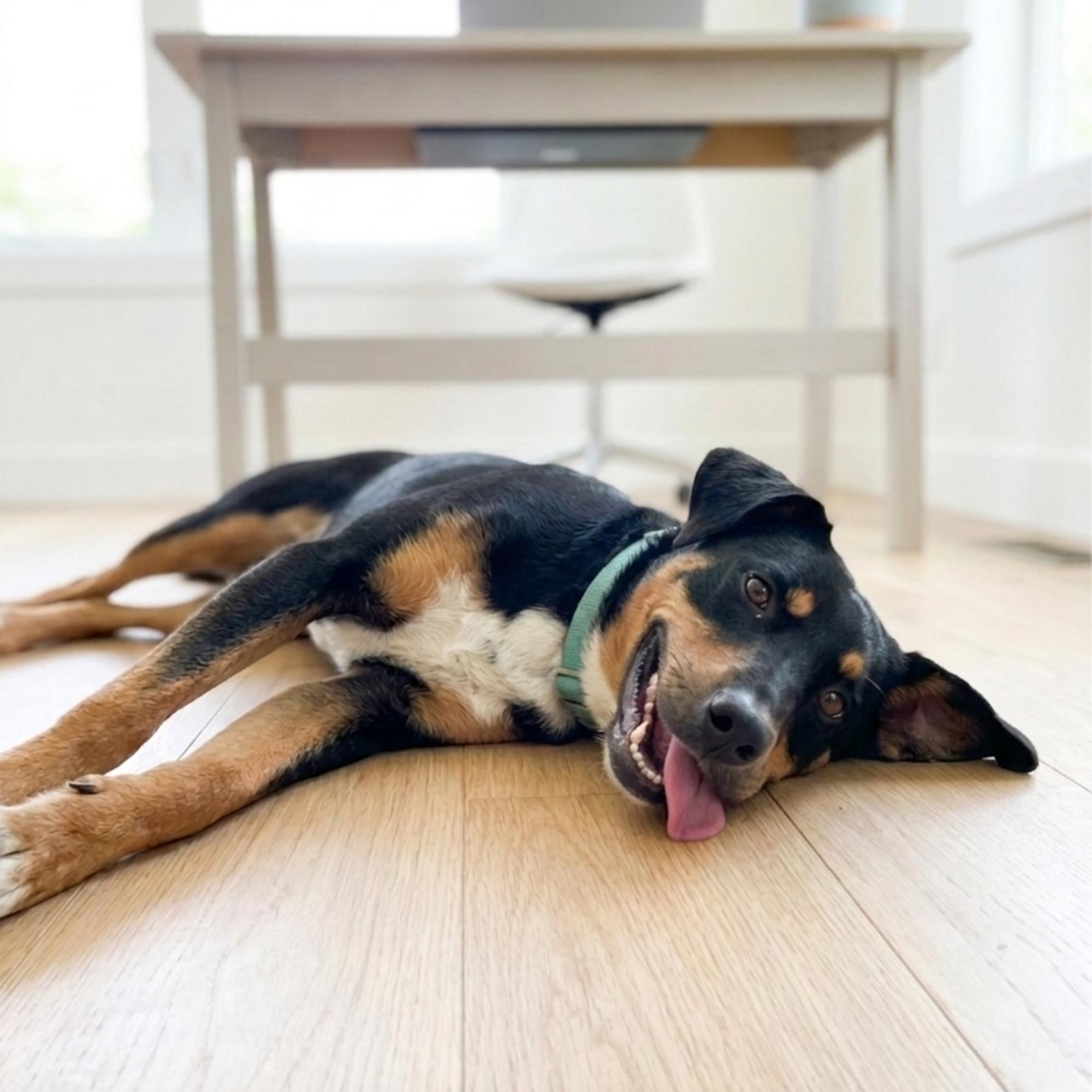 Odis, adopted, Young Male Shepherd & Doberman Pinscher.