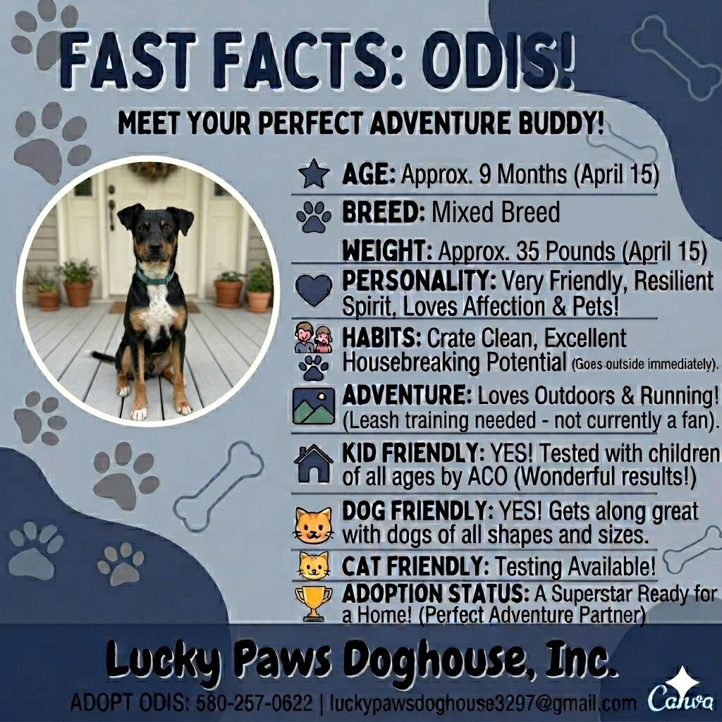 Enlarge Odis, an adopted mixed breed in Waukee, IA image 2/5