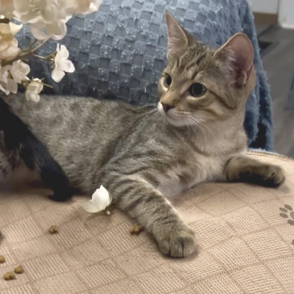 Aspen, Adoptable, Young Male Domestic Medium Hair.