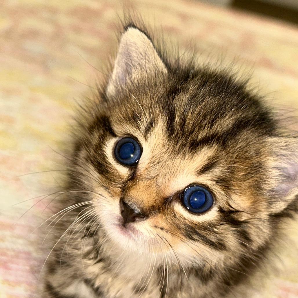 Aspen, a Adoptable Domestic Medium Hair in Blairsville, GA image 1/6