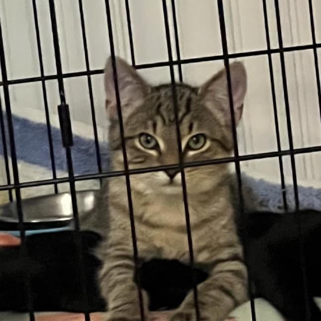 Aspen, a Adoptable Domestic Medium Hair in Blairsville, GA image 2/6