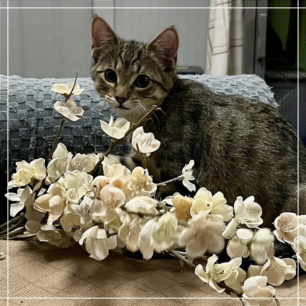 Aspen, a Adoptable Domestic Medium Hair in Blairsville, GA image 3/6