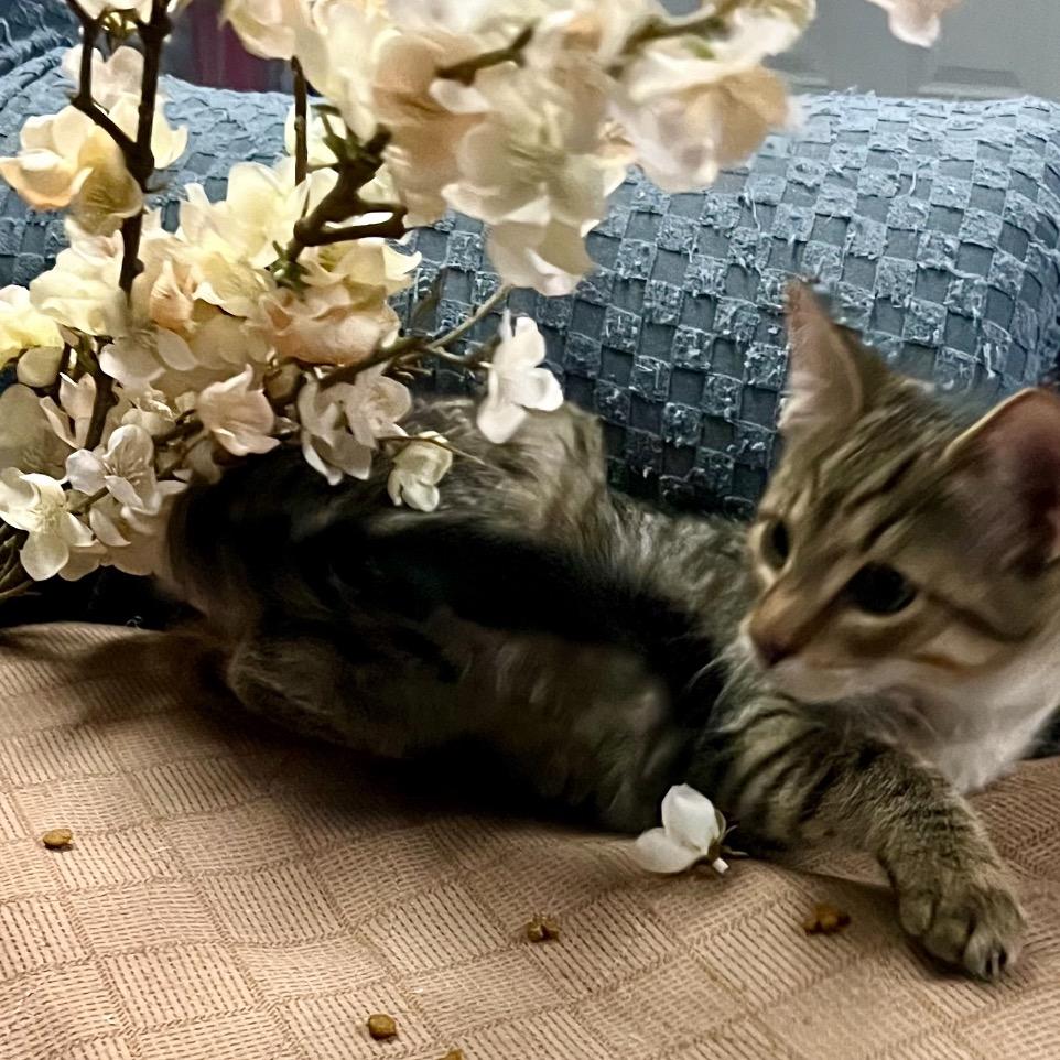 Aspen, a Adoptable Domestic Medium Hair in Blairsville, GA image 3/6