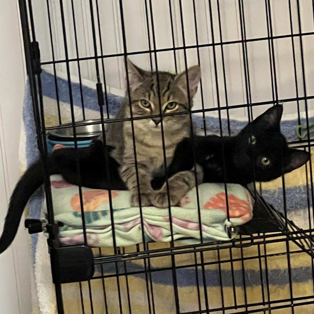 Aspen, a Adoptable Domestic Medium Hair in Blairsville, GA image 4/6