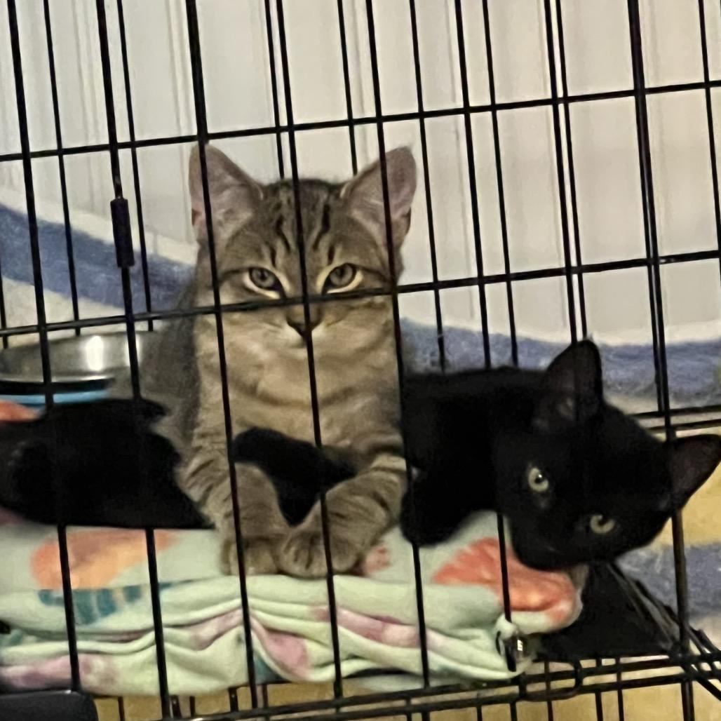 Aspen, a Adoptable Domestic Medium Hair in Blairsville, GA image 5/6