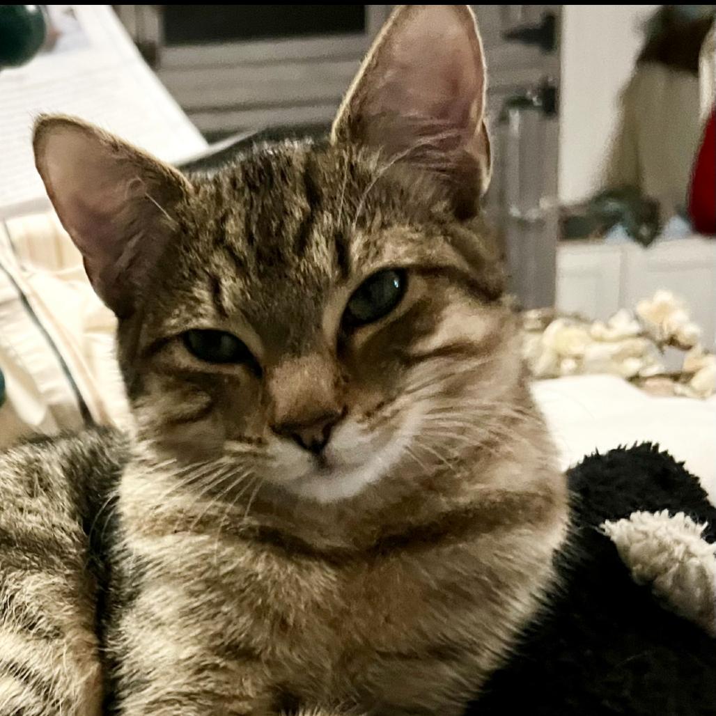 Aspen, a Adoptable Domestic Medium Hair in Blairsville, GA image 6/6