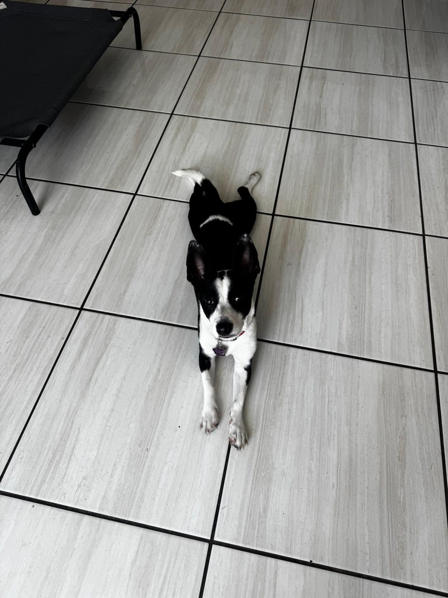 Enlarge Jira, an adopted Mixed Breed in Rincon, PR image 3/3