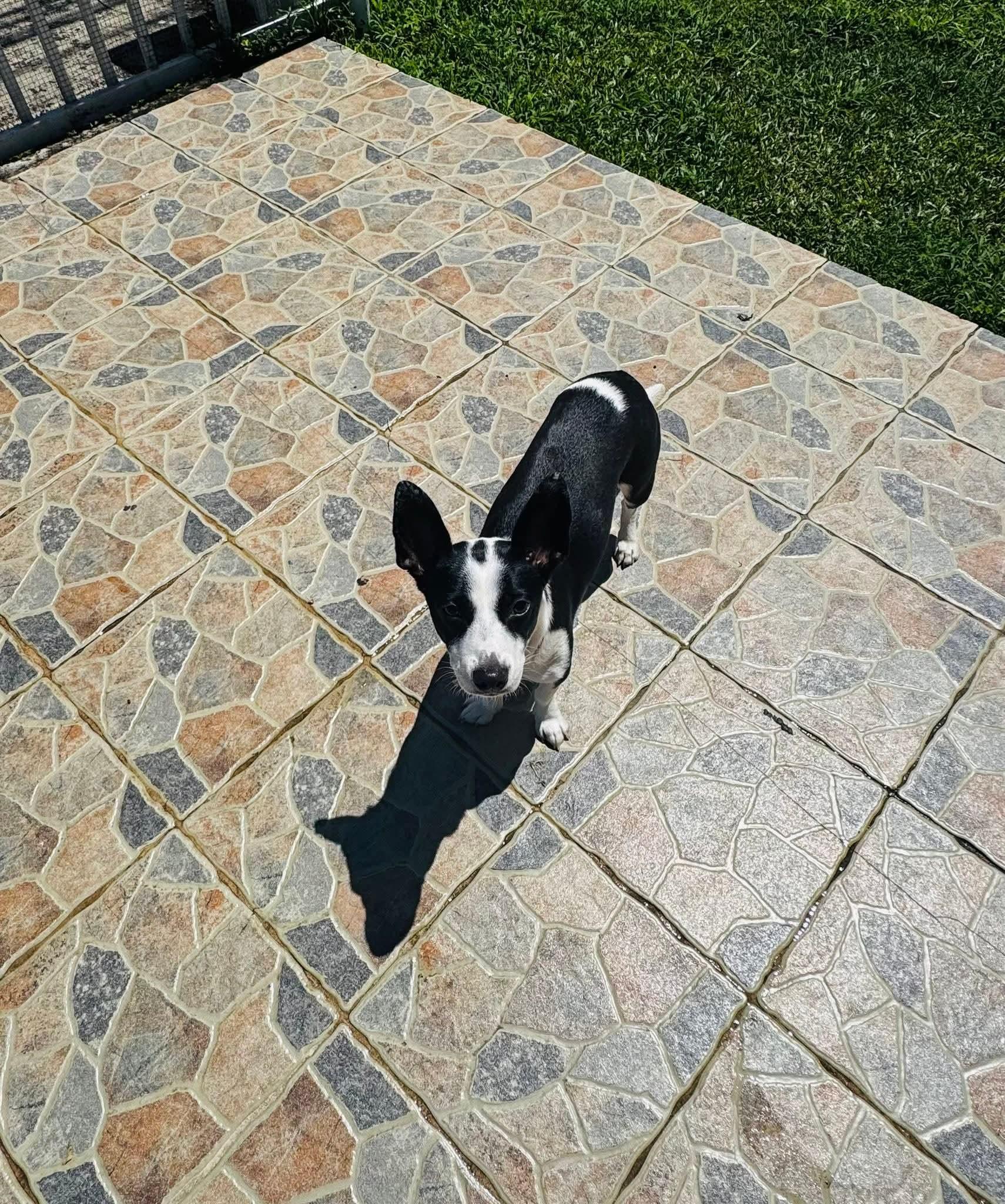 Enlarge Jira, an adopted Mixed Breed in Rincon, PR image 2/3