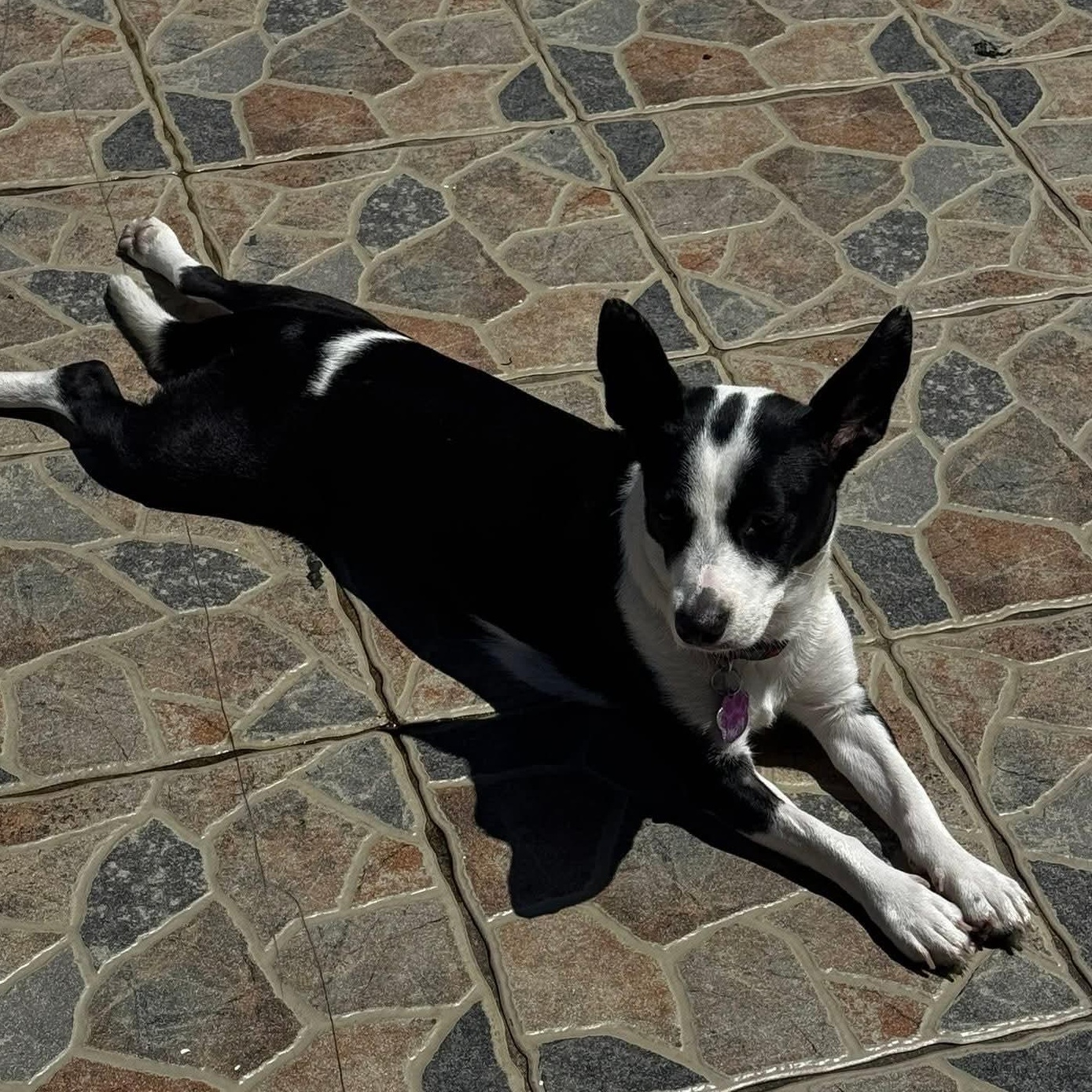 Jira, adopted, Puppy Female Mixed Breed.