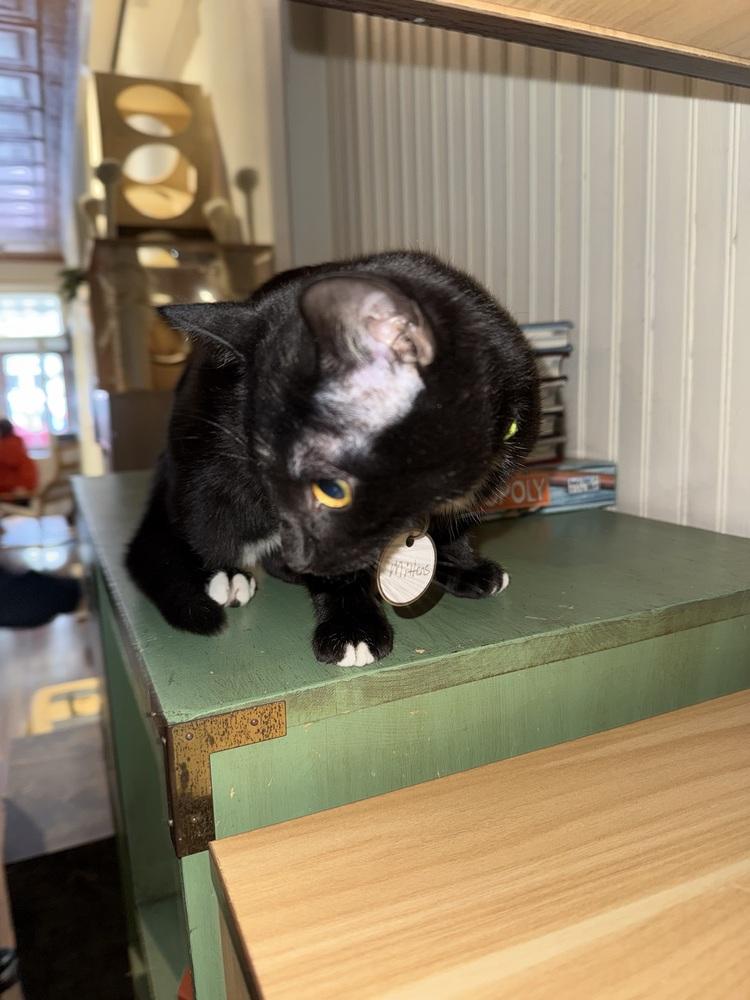 Mittens, Adoptable, Kitten Female Domestic Short Hair.