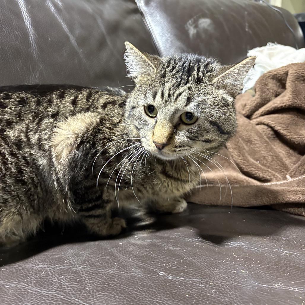 Porcupine, Adoptable, Adult Male Domestic Short Hair.