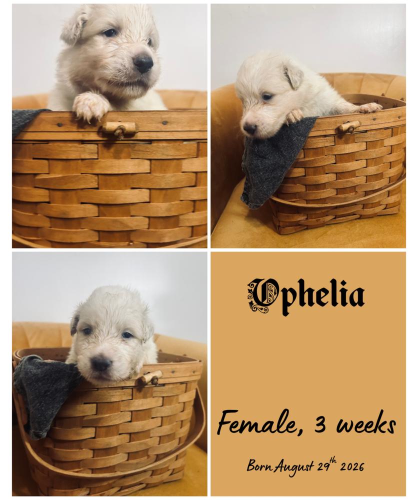 Ophelia, Adoptable, Puppy Female Border Collie.