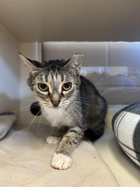 TURTLE, Adoptable, Adult Male Domestic Short Hair.