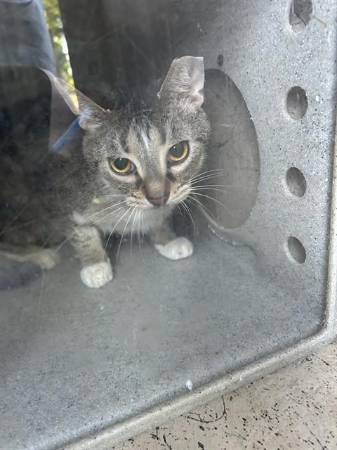 TURTLE, Adoptable, Adult Male Domestic Short Hair.