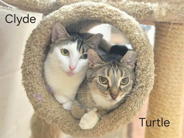 TURTLE, Adoptable, Adult Male Domestic Short Hair.