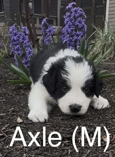 Enlarge Axle (Truck Litter), a Adoptable Australian Shepherd in New Albany, OH image 1/1